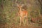 Steenbok (Raphicerus campestris)