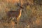 Steenbok (Raphicerus campestris)