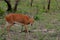 Steenbok (Raphicerus campestris)