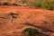 Steenbok, Raphicerus campestris, antelope in Kalahari, looking directly at camera. Small antelope on red sand of Kgalagadi desert