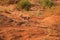 Steenbok, Raphicerus campestris, antelope in Kalahari, looking directly at camera. Small antelope on red sand of Kgalagadi desert