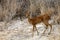 Steenbok, Raphicerus campestris,in the Etosha National Park, Namibia