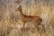 Steenbok, Raphicerus campestris,in the Etosha National Park, Namibia