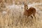 Steenbok, Raphicerus campestris,in the Etosha National Park, Namibia