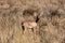 Steenbok, Raphicerus campestris, the Namibian bush