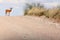 The steenbok Raphicerus campestris on the road. Male antelope on the horizon