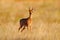 Steenbok, Raphicerus campestris, sunset evening light, grassy nature habitat, Kgalagadi, Botswana.  Wildlife scene from nature.