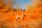 Steenbok, Raphicerus campestris, sunset evening light, grassy nature habitat, Kgalagadi, Botswana.  Wildlife scene from nature.