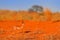 Steenbok, Raphicerus campestris, sunset evening light, grassy nature habitat, Kgalagadi, Botswana.  Wildlife scene from nature.