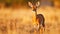 Steenbok, Raphicerus campestris, sunset evening light, Wildlife scene from nature. Animal on the meadow. Deer in the wild Africa.