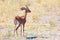 Steenbok - the smallest of the african antelopes, Hwange National Park