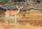 An steenbok standing in Africa