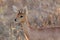 Steenbok standing in the late afternoon sun