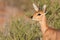 Steenbok standing in scrub in kalahari