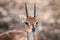 Steenbok starring in the Kruger National Park.