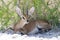 Steenbokantilope, Steenbok, Raphicerus campestris