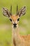 Steenbokantilope, Steenbok, Raphicerus campestris