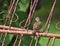 Steenduif, Ruddy Ground Dove, Columbina talpacoti