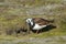 Steenloper, Ruddy Turnstone, Arenaria interpres