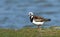 Steenloper, Ruddy Turnstone, Arenaria interpres