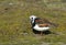 Steenloper, Ruddy Turnstone, Arenaria interpres