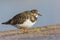 Steenloper, Ruddy Turnstone, Arenaria interpres