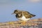 Steenloper, Ruddy Turnstone, Arenaria interpres