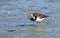 Steenloper, Ruddy Turnstone, Arenaria interpres