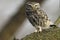 Steenuil, Little Owl, Athene noctua