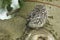 Steenuil, Little Owl, Athene noctua