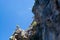 Steep cliff tree Mallorca