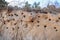 The steep coast with nests of birds in sand. Bird nest on the ground