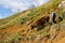 Steep descend for a cow, Colombia