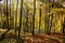 Steep descent on a slope in a picturesque autumn forest, golden autumn