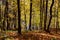 Steep descent on a slope in a picturesque autumn forest, golden autumn