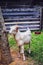 Steep goat, a healthy goat in a farm