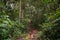 Steep hiking path inside tropical rain forest in Cameron Highlands Malaysia