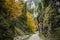 Steep rock walls and autumn colors in Zarnestiului Gorge