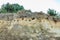 Steep sand wall with nests of Bank swallows, Riparia riparia