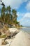 Steep sandy beach and pine forest on the shores of the sea or lake.