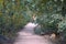 A steep stair moving down the hill between a forest