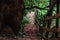 Steep steps down a path in a forest next to a big rock