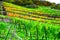 steep terraced vineyards in autumn color near Lehmen