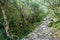 Steep trail leading to Machu Picchu mountain