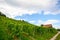 Steep vineyard next to a walkway with old hut near a winery in the tuscany wine growing area, Italy