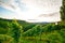 Steep vineyard with white wine grapes near a winery in the tuscany wine growing area, Italy