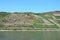 steep vineyards opposite of Filsen at the Rhine