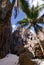 The steep wooden ladder down into Togo Chasm in Niue