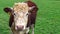 Steer, also called bullock, young neutered male cattle primarily raised for beef.