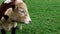 Steer, also called bullock, young neutered male cattle primarily raised for beef.